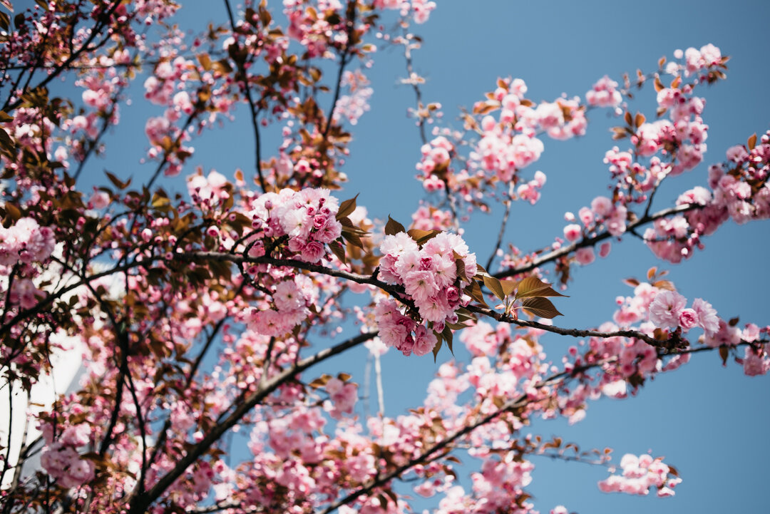 Blossoms-3.jpg