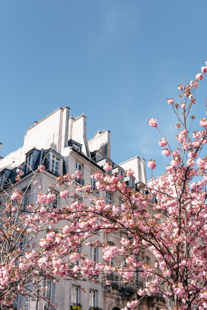 Cherry blossoms in Paris 